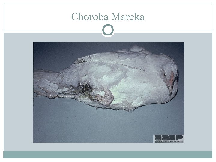 Choroba Mareka 