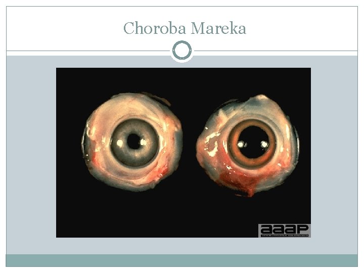 Choroba Mareka 