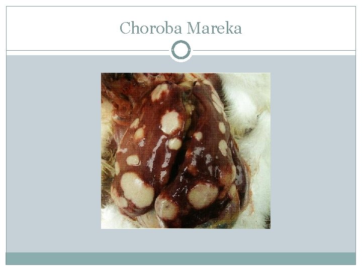 Choroba Mareka 