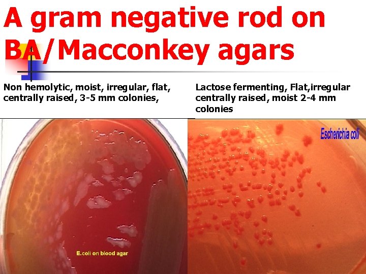 A gram negative rod on BA/Macconkey agars Non hemolytic, moist, irregular, flat, centrally raised,
