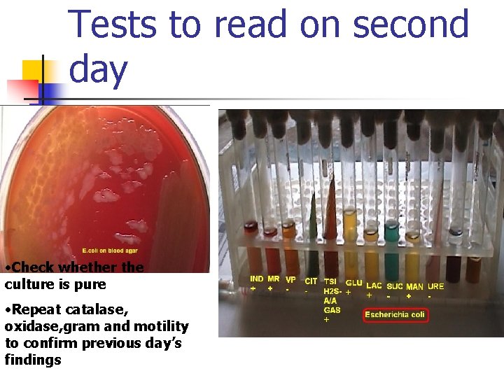 Tests to read on second day • Check whether the culture is pure •