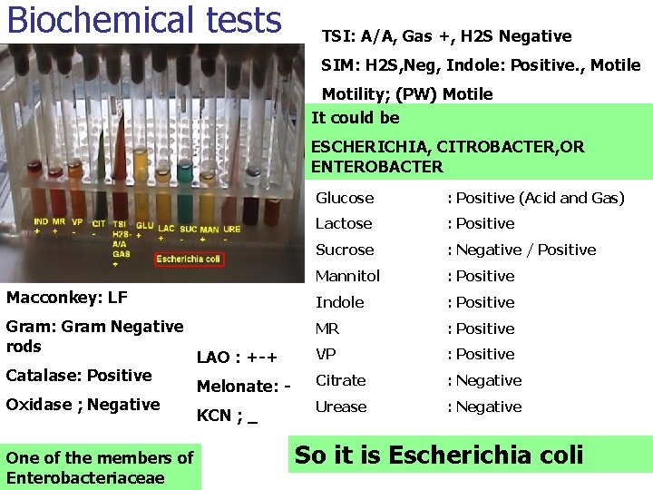Biochemical tests TSI: A/A, Gas +, H 2 S Negative SIM: H 2 S,