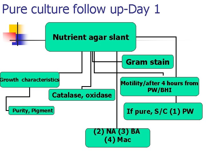 Pure culture follow up-Day 1 Nutrient agar slant Gram stain Growth characteristics Catalase, oxidase