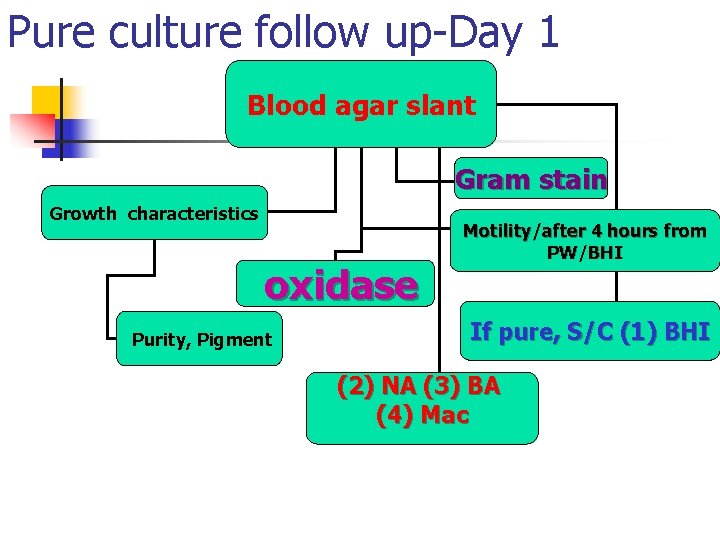Pure culture follow up-Day 1 Blood agar slant Gram stain Growth characteristics oxidase Purity,