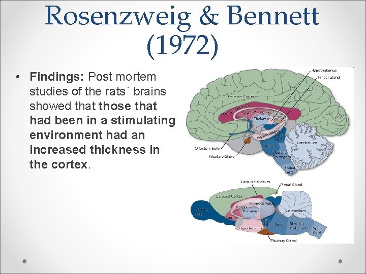 Rosenzweig & Bennett (1972) • Findings: Post mortem studies of the rats´ brains showed