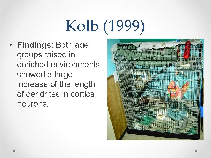 Kolb (1999) • Findings: Both age groups raised in enriched environments showed a large