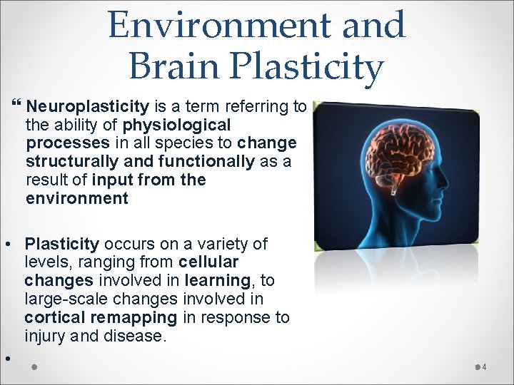 Environment and Brain Plasticity Neuroplasticity is a term referring to the ability of physiological