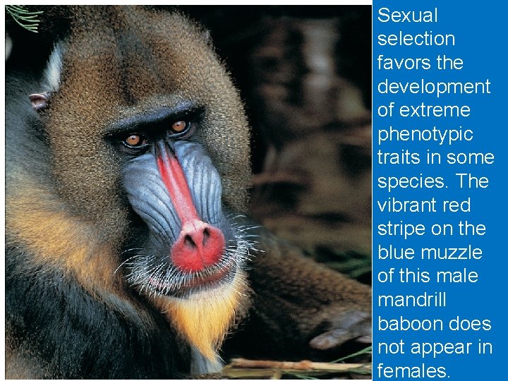 Sexual Section 2 selection Sexual Reproduction and Evolution favors the development • Sexual reproduction