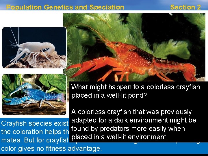 Population Genetics and Speciation Section 2 Natural Selection and Evolution, continued Why Selection is