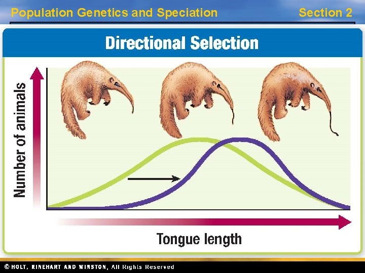 Population Genetics and Speciation Section 2 Patterns of Natural Selection, continued Directional Selection •
