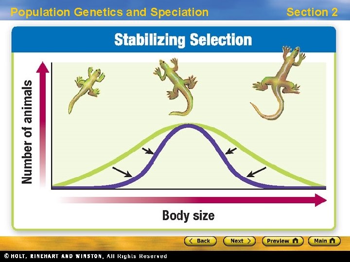 Population Genetics and Speciation Section 2 Patterns of Natural Selection, continued Stabilizing Selection •