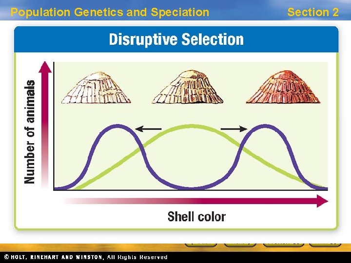 Population Genetics and Speciation Section 2 Patterns of Natural Selection, continued Disruptive Selection •