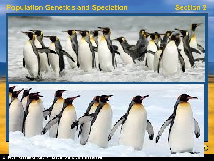 Population Genetics and Speciation Section 2 