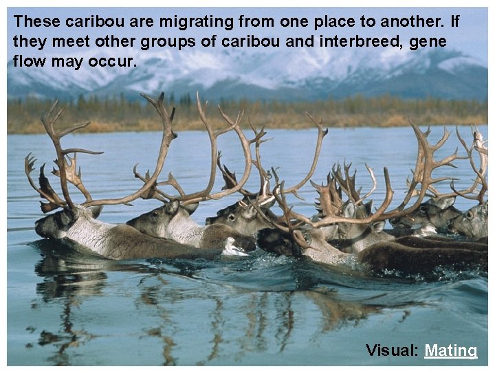 Population Genetics and Speciation Section These caribou are migrating from one place to another.
