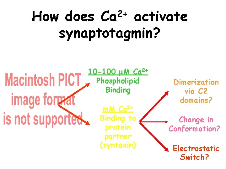 How does Ca 2+ activate synaptotagmin? 10 -100 M Ca 2+ Phospholipid Binding m.