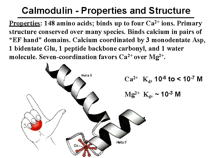 Calmodulin - Properties and Structure Properties: 148 amino acids; binds up to four Ca