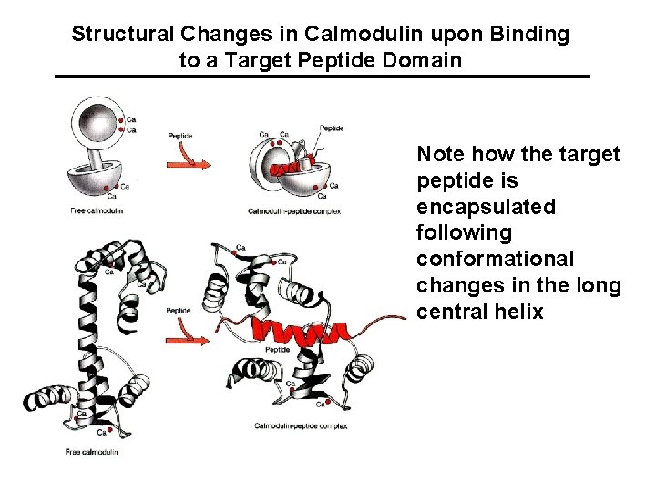 Structural Changes in Calmodulin upon Binding to a Target Peptide Domain Note how the