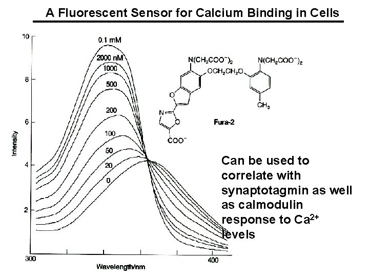A Fluorescent Sensor for Calcium Binding in Cells Can be used to correlate with