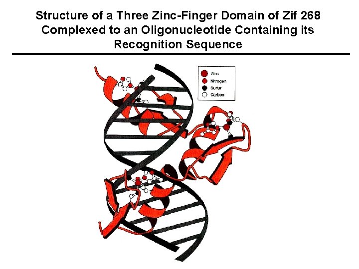 Structure of a Three Zinc-Finger Domain of Zif 268 Complexed to an Oligonucleotide Containing