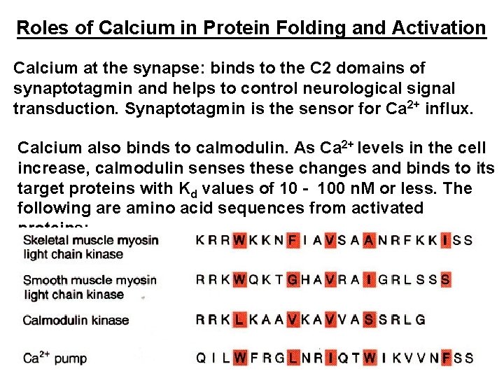 Roles of Calcium in Protein Folding and Activation Calcium at the synapse: binds to