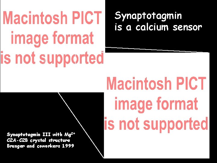 Synaptotagmin is a calcium sensor Synaptotagmin III with Mg 2+ C 2 A-C 2