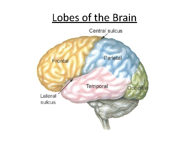 Lobes of the Brain 
