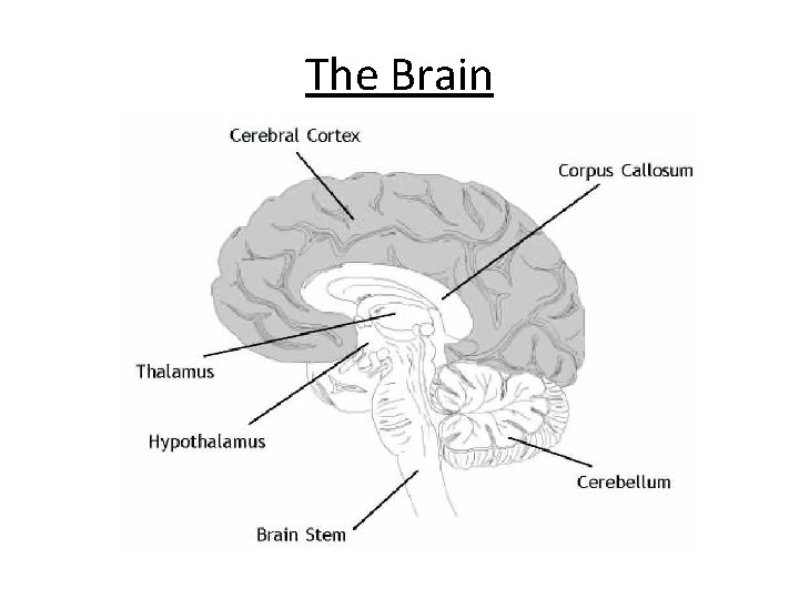 The Brain 