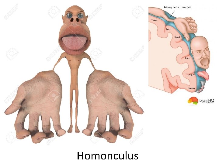 Homonculus 