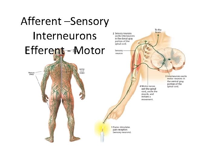 Afferent –Sensory Interneurons Efferent - Motor 