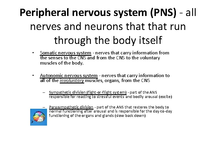 Peripheral nervous system (PNS) - all nerves and neurons that run through the body