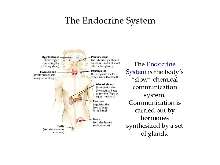 The Endocrine System is the body’s “slow” chemical communication system. Communication is carried out