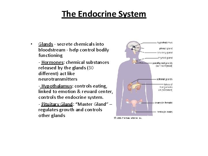 The Endocrine System • Glands - secrete chemicals into bloodstream - help control bodily