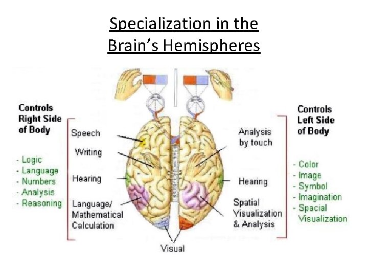 Specialization in the Brain’s Hemispheres 