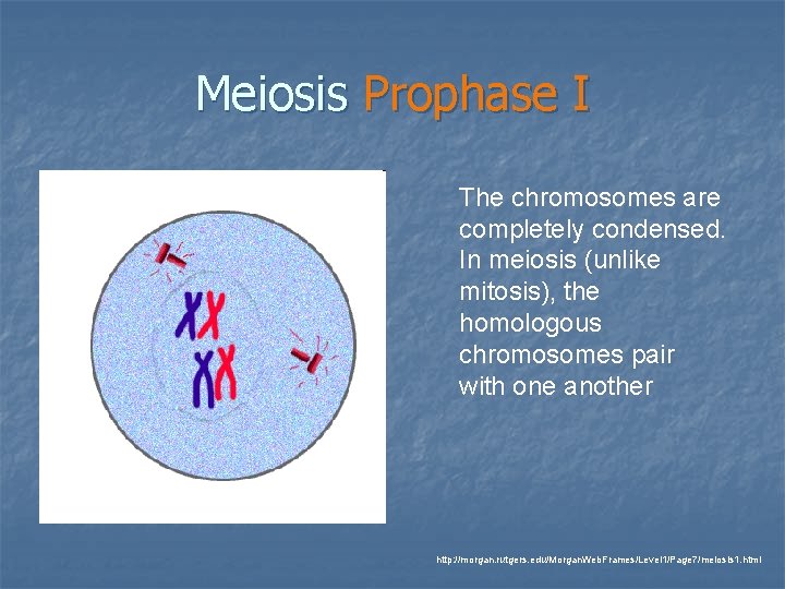 Meiosis Prophase I The chromosomes are completely condensed. In meiosis (unlike mitosis), the homologous