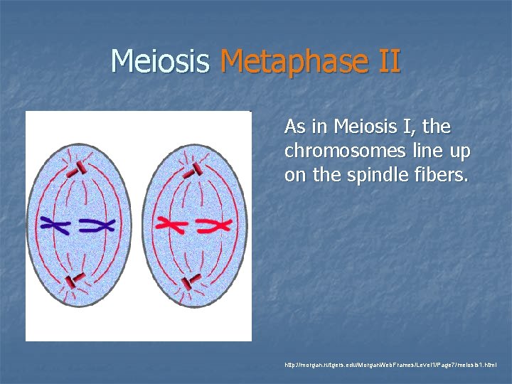 Meiosis Metaphase II As in Meiosis I, the chromosomes line up on the spindle