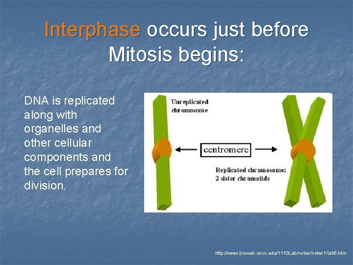 Interphase occurs just before Mitosis begins: DNA is replicated along with organelles and other