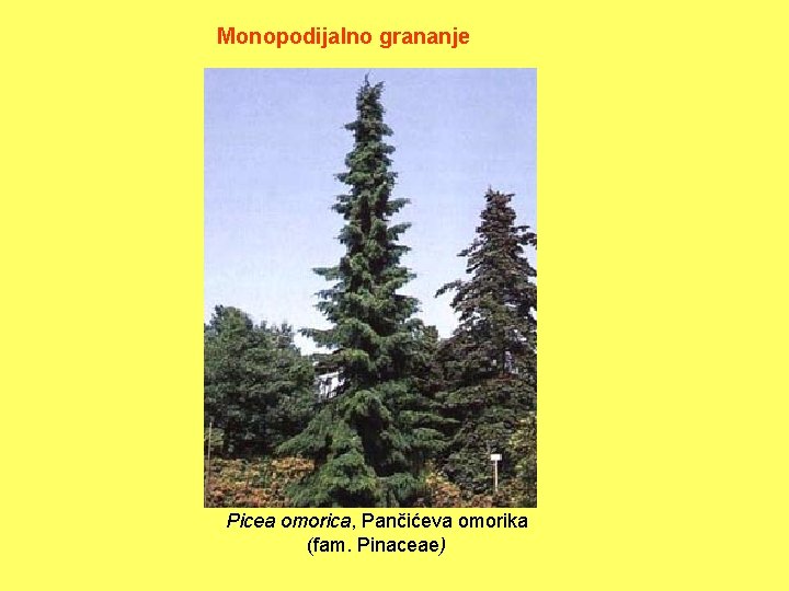 Monopodijalno grananje Picea omorica, Pančićeva omorika (fam. Pinaceae) 