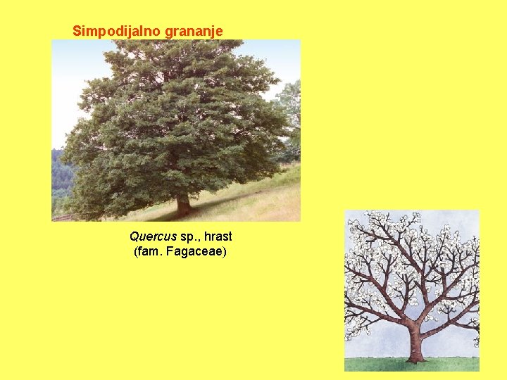 Simpodijalno grananje Quercus sp. , hrast (fam. Fagaceae) 