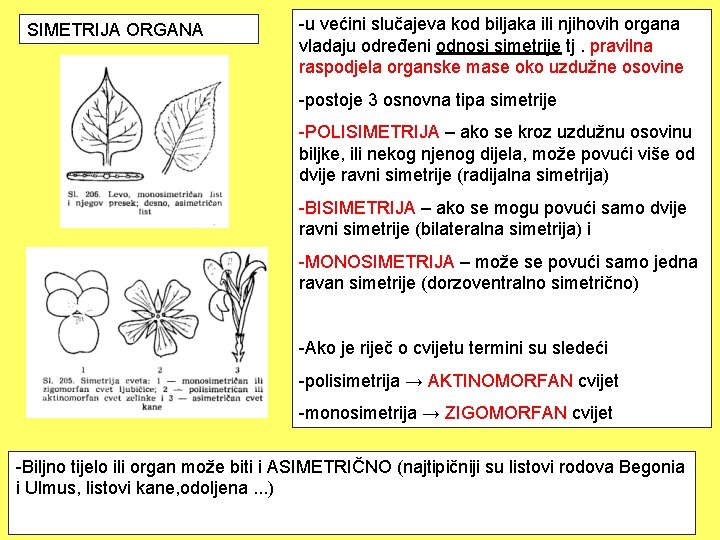 SIMETRIJA ORGANA -u većini slučajeva kod biljaka ili njihovih organa vladaju određeni odnosi simetrije