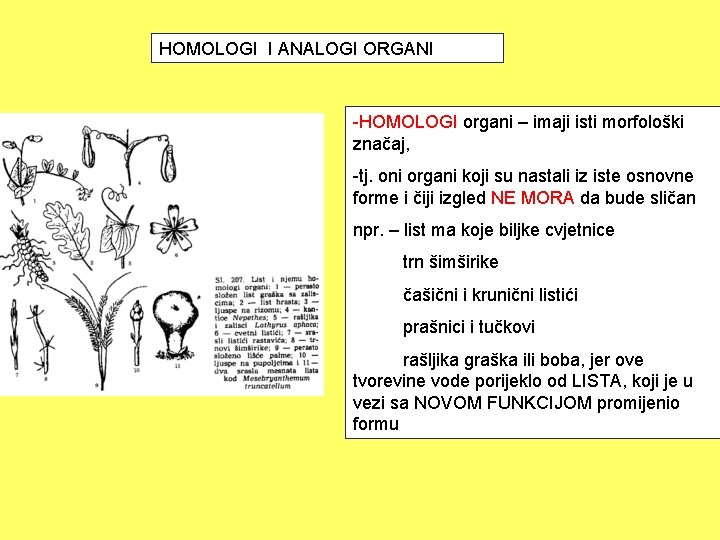 HOMOLOGI I ANALOGI ORGANI -HOMOLOGI organi – imaji isti morfološki značaj, -tj. oni organi