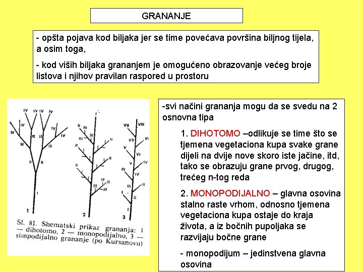 GRANANJE - opšta pojava kod biljaka jer se time povećava površina biljnog tijela, a