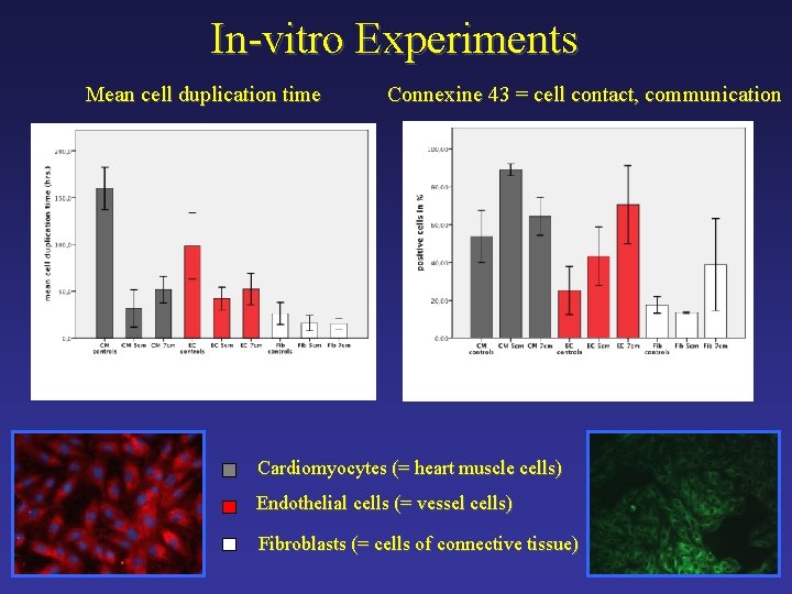 In-vitro Experiments Mean cell duplication time Connexine 43 = cell contact, communication Cardiomyocytes (=