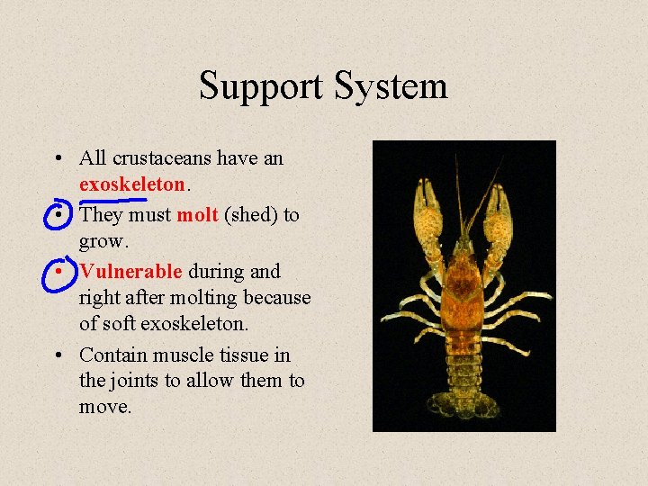 Support System • All crustaceans have an exoskeleton. • They must molt (shed) to