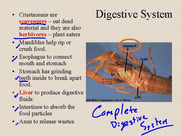  • Crustaceans are scavengers – eat dead material and they are also herbivores