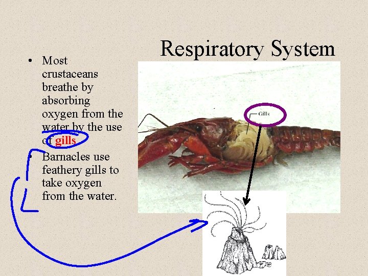  • Most crustaceans breathe by absorbing oxygen from the water by the use