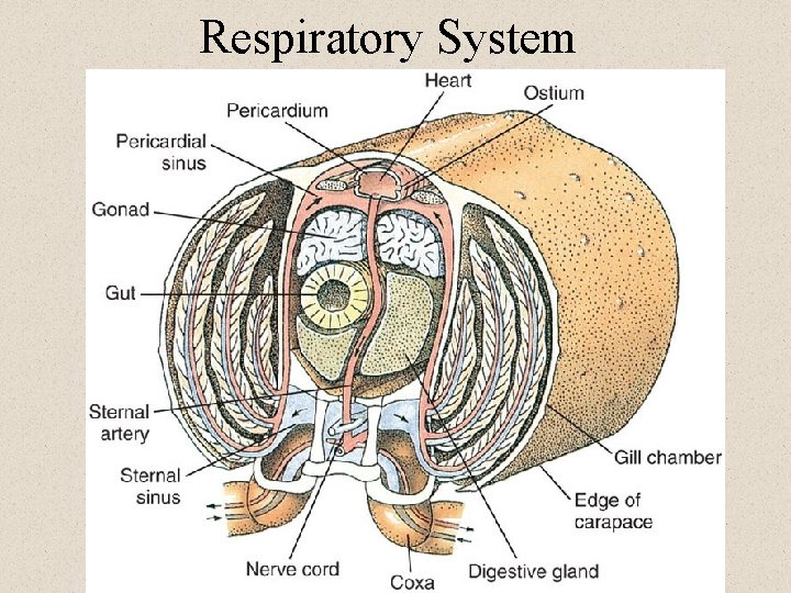 Respiratory System 
