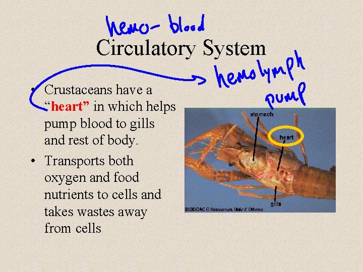 Circulatory System • Crustaceans have a “heart” in which helps pump blood to gills