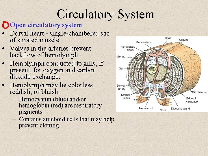 Circulatory System • Open circulatory system • Dorsal heart - single-chambered sac of striated