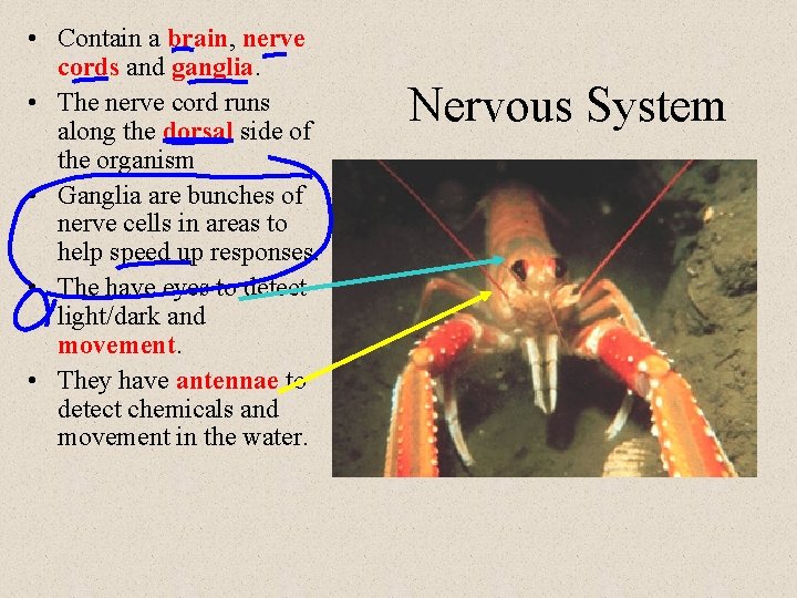  • Contain a brain, nerve cords and ganglia. • The nerve cord runs
