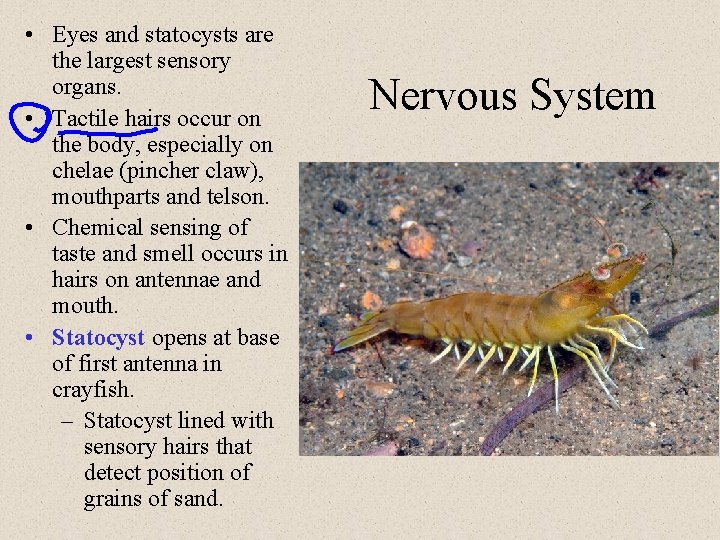  • Eyes and statocysts are the largest sensory organs. • Tactile hairs occur